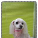 둘리애견미용샵 이미지