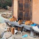 하늘터펜션 | 가성비 촌캉스 펜션 고양이가 많은 경주 하늘터밭 다녀온 후기