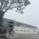 그린벙커 | 🐅타이거CC 겨울 필드 솔직 후기｜잔디·그린·벙커 상태 리얼 정리