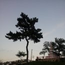 소나무풍경 - 유성구 엑스포로 488 | 소나무풍경