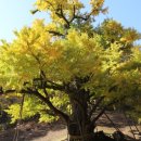 보석사   은행나무 이미지