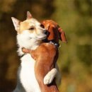 개팔자상팔자 이미지