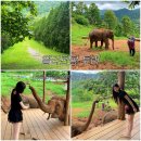 엘리 | 치앙마이여행| 코끼리카페| 엘리핀팜투어| 내돈내산 최저가 후기