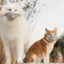 블레스동물메디컬센터 이미지