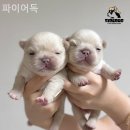 파이어독