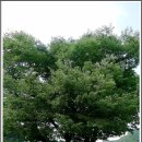 벌곡(논산) 이미지