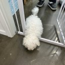 뚜뚜보떼 펫살롱 | 검단,원당동 애견 미용 | 뚜뚜보떼 펫살롱, 마요의 첫 배냇미용