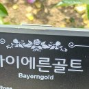 장미(192) (바이에른콜트(Bayerngold) 이미지