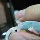 블루베리 앞 이미지