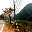 주천면 벚꽃길 이미지