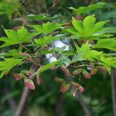 사진첩＞ 단풍나무 (Maple) 꽃 말 : 자제 이미지