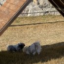 토리아이프라이빗빌라 | 견생 첫 애견 풀빌라 여행일기