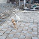 초보 캠린이 한겨울 영하 15도 혹한기 동계 캠핑으로 홍천 반딧불 캠핑장 다녀온 후기 1탄