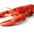 가재 이미지