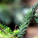 디오스 카카오 검색결과