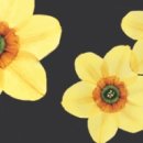 1004플라워 이미지