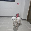 블리스 동물의료센터 이미지