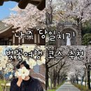 완사천 | 전남 나주 벚꽃 여행 당일치기 코스 추천 (2026년 4월)