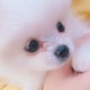 고Dog 이미지