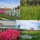 무궁화 꽃이 피었습 | 전주 겹벚꽃 명소 전주대 유채꽃 스타정원 철쭉 동산 위치 꿀팁
