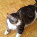 조이네집 이미지