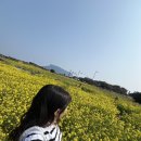 제주 성산일출봉 3월 유채꽃밭 만개🌼💛+ 일출봉 정상 다녀옴