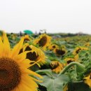 함안 법수 해바라기 축제~ 이미지