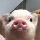 사랑의 하모니 | 보여줄게 완전히 똑같은 나