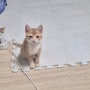 온마음 동물메디컬센터 | 아기고양이 2차 접종하러 진해 용원 동인동물메디컬센터 방문 후기