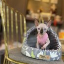 프리미엄캣 이미지