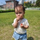 국수바라기 이미지