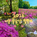 서울중계초등학교 | 2026 서울불암산철쭉제 힐링타운 가는방법 주차 및 실시간 개화상태