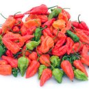 골든 커리 이미지