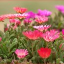 리빙스톤 이미지