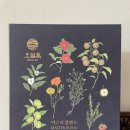 [식후감] 주말의 차 한잔의 여유! 설록설록 오설록 선물세트 티백 후기