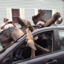 엘크사슴 이미지