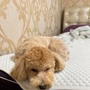 천사펫하우스 이미지