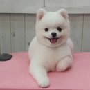 멍멍아 미용하개 이미지