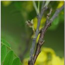 양구개느삼자생지 이미지