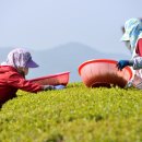 대한농장2 이미지