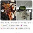 Bite4Pet (비포펫) | 포항 펫글램핑 추천 이유? 고객님들의 진짜 리뷰입니다