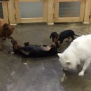 지지밍고 이미지