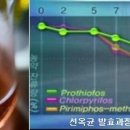 선옥 이미지