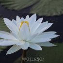 빅토리아 이미지