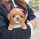 앨리스켄넬
