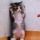 낭만고양이 이미지