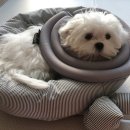 만년YES동물병원 이미지