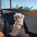 강화 홀리데이 | 강화 애견동반식당 그린홀리데이키친 내돈내산 후기