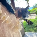 티리조트1 | 발리 신혼여행 아야나리조트 후기#1 (리조트뷰룸, 룸서비스, 가격, 허니문)