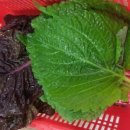 회천지 회타운 이미지